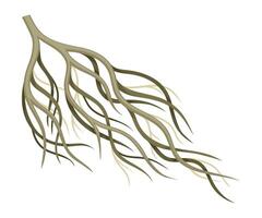 Root tree system, creeping underground stem. Botany or dendrology design element illustration vector