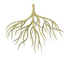 Tree rootstalk, bush or shrub root system. Botany or dendrology design element illustration vector
