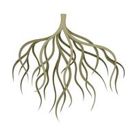 Branchy root of a tree or bush. Botany or dendrology design element illustration vector
