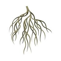 Branchy root of a tree or bush, underground stem, rootstalk. Botany or dendrology design element illustration vector