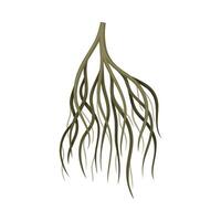 Tree rootstalk, underground stem. Botany or dendrology design element illustration vector