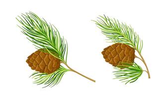 Set of cedar tree branches with cones illustration on white background vector