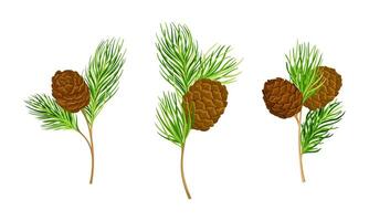 Set of pine tree branches with cones illustration on white background vector