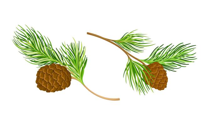 Coniferous tree twigs with cones and fir needle foliage illustration
