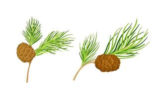 Set of coniferous tree twigs with cones and fir needle foliage illustration vector