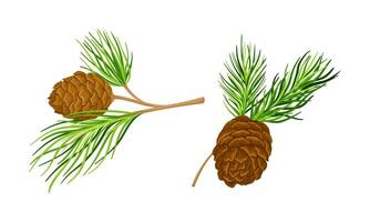 Cedar tree branches with cones set. Spruce needles illustration vector
