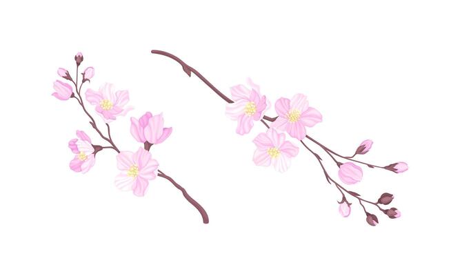 Sakura twigs with pink flower buds illustration on white background