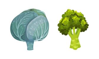 Different varieties of cabbage set. Broccoli and green cabbage illustration vector