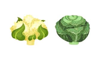 Different varieties of cabbage set. Cauliflower and savoy cabbage illustration vector