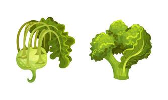 Different varieties of cabbage set. Green broccoli and kohlrabi illustration vector