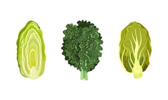 Different varieties of cabbage set. Kale, nappa and Chinese cabbage illustration vector