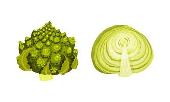 Different varieties of cabbage set. Romanesco broccoli and green cabbage illustration vector
