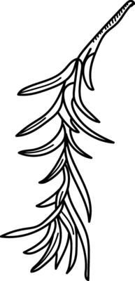 Delicate Herb Sketch