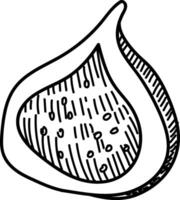 Fig Slice Sketch vector