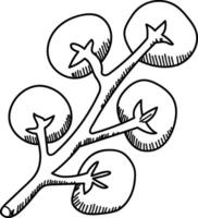 Tomato Branch Sketch vector