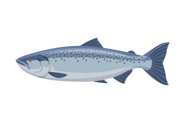 Salmon Fish, Fresh Aquatic Sea Fish Species Cartoon Illustration