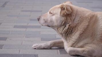 Dog relaxing on the pavement during sunny afternoon video