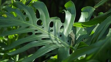 Exploring tropical foliage in a vibrant garden setting video