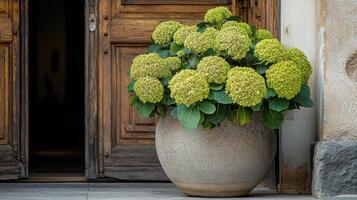 Bright green flowers in large pot near wooden double doors in an inviting outdoor setting photo