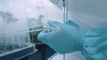 Scientist hands open cultivating container for plants quality check, growing small plant inside indoor humidity control room, biotechnology laboratory project, cannabis sprouting process, lab research video