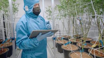 Asian expert doing data collecting work on cannabis trees and braches inside greenhouse plantation room, plantation system contamination preventing, indoors hemp marijuana collecting data in tablet video