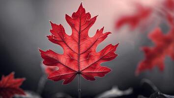 Close-up captures a solitary, vibrant red maple leaf against a soft, blurred background. photo