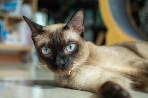 Portrait of a Siamese cat looking to camera. The Siamese is a cat breed native to Thailand. This cat is a pale cat with a dark facial mask, feet, ears and tail. photo