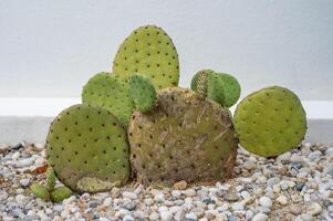 Opuntia rufida cactus growing new pads look like bunny ears. photo