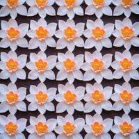 A large group of white flowers with orange centers photo