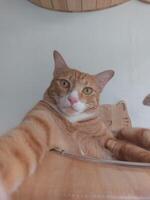 Funny ginger cat taking a selfie, cute pet portrait from below. photo