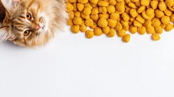 A cat is looking at a pile of food photo