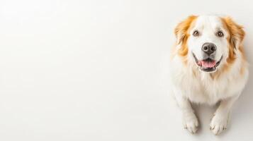 A dog is looking up at the camera on a white background photo