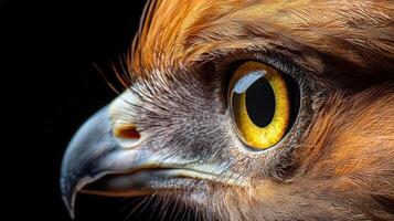 A close up of an eagle's eye photo