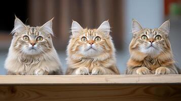 Three cats sitting on top of a wooden table photo
