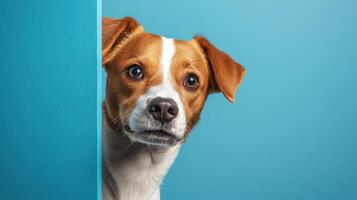 A dog peeking out from behind a blue wall photo