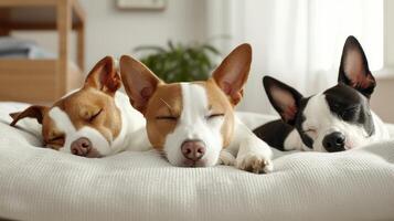 Three dogs are sleeping on a bed photo