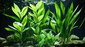 A group of plants in an aquarium photo
