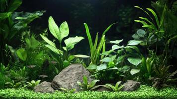 Aquarium plants and rocks in a dark tank photo
