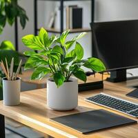 A desk with a computer, keyboard, mouse and plant photo