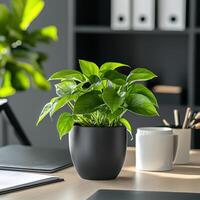 A plant in a black pot on a desk photo