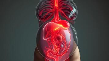The human body and its organs photo