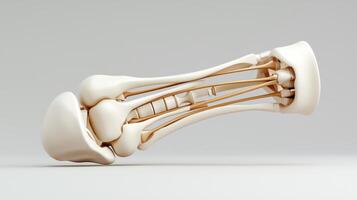 The bones of the foot are shown in this image photo
