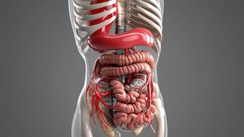 The human body is shown with the organs and the large intestine photo