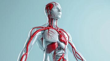 The human body with a red heart and blood vessels photo