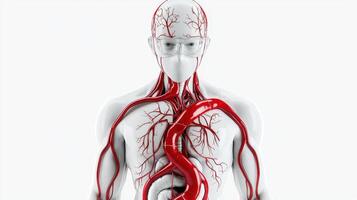 The human body with a red blood vessel photo