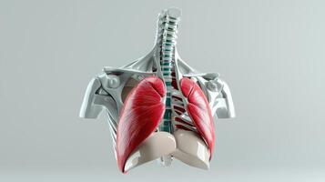 The human body is shown with its chest and lungs photo