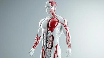 The human body is shown with red and white muscles photo