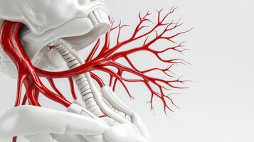 The human body with a large blood vessel photo