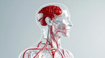 The human body is shown with a red heart photo