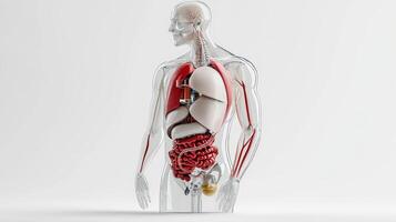 The human body is shown in a 3d image photo